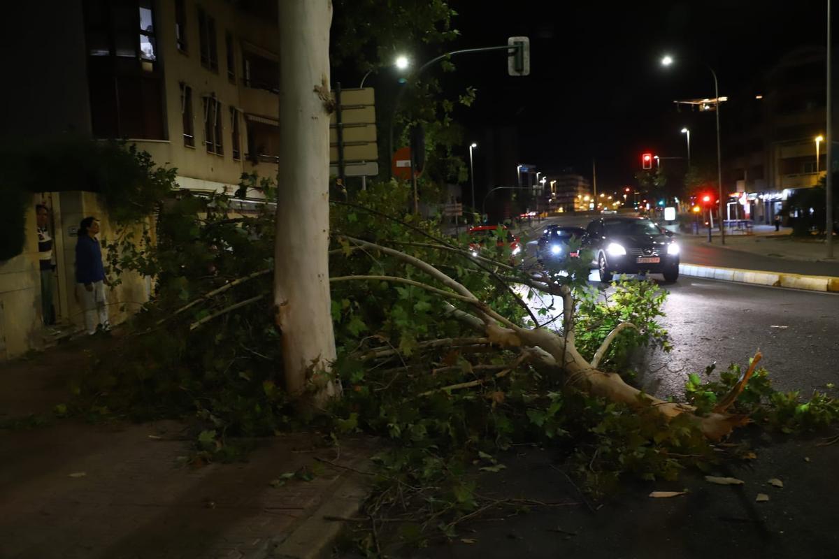 Un árbol calido en la calle El Nogal.