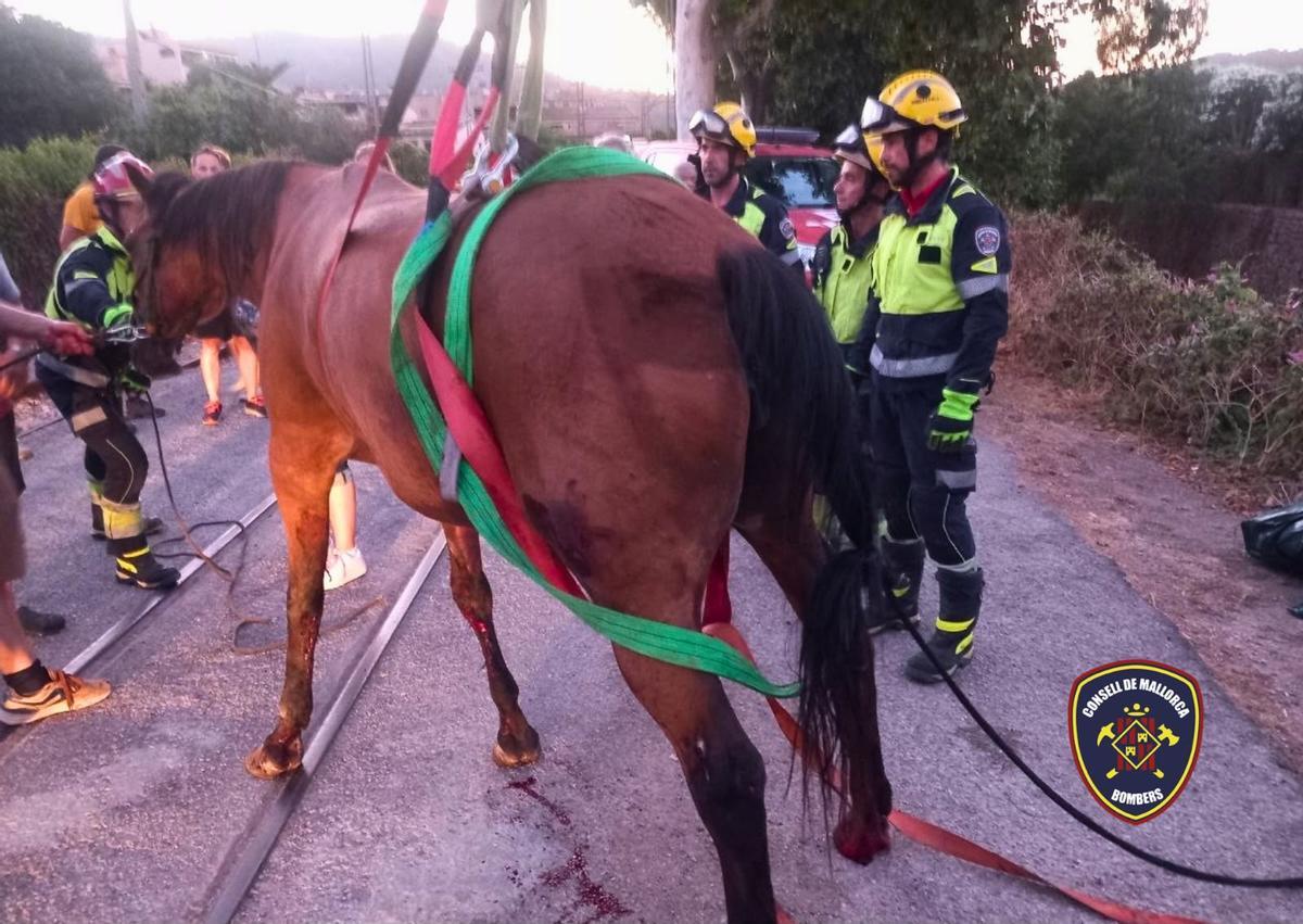 Los bomberos rescatan a un caballo atrapado en un puente en Sóller