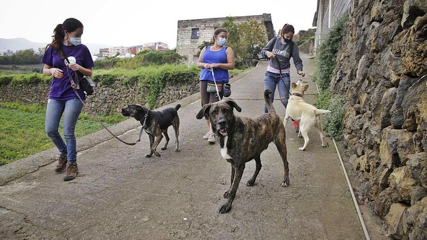 ‘¡Ponte en su lugar!’, lema del verano para el buen cuidado de las mascotas