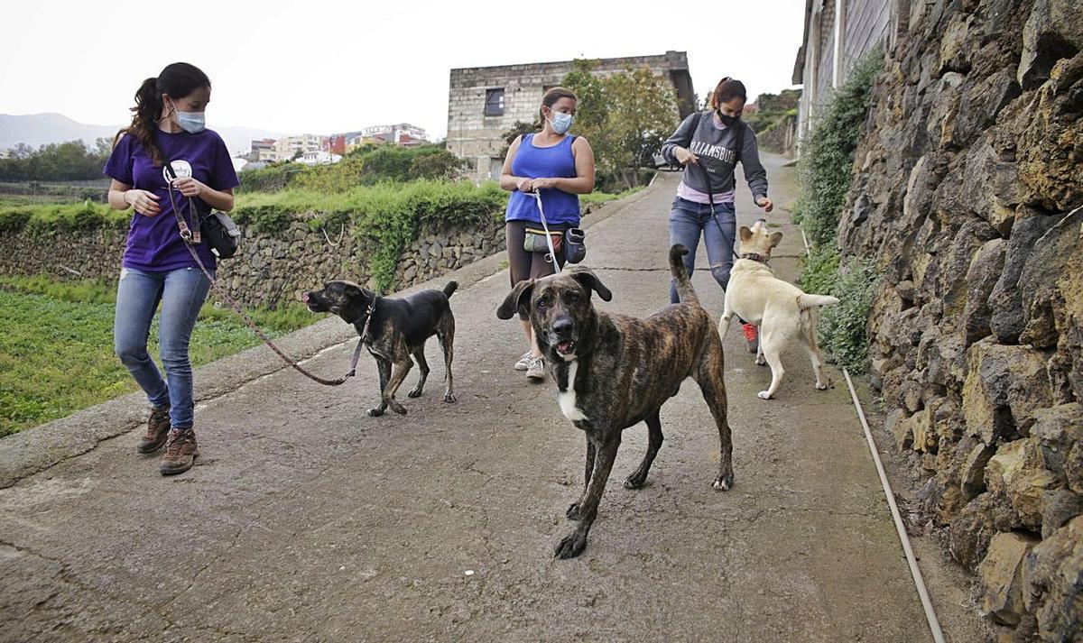 Adiestradores con mascotas en el norte de Tenerife.