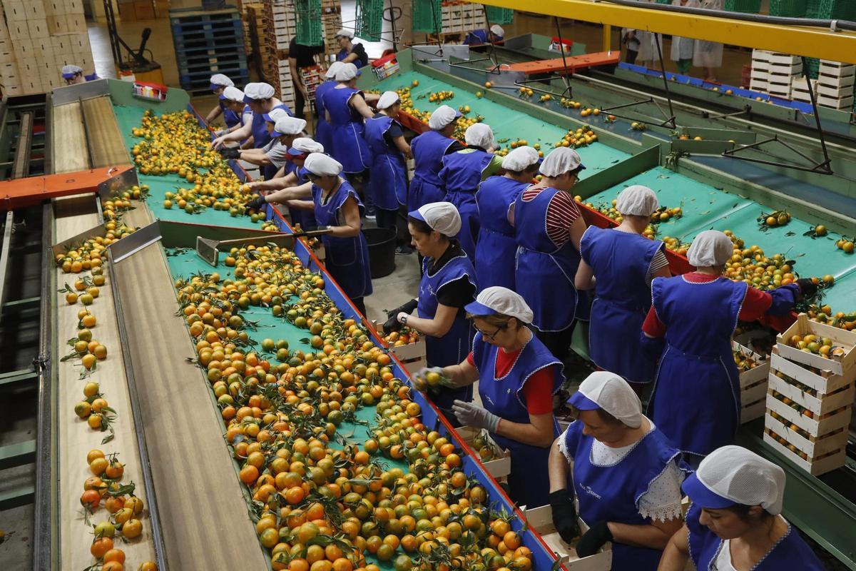 Mujeres trabajando con naranjas en una cooperativa citrícola
