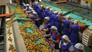 Mujeres trabajando con naranjas en una cooperativa citrícola