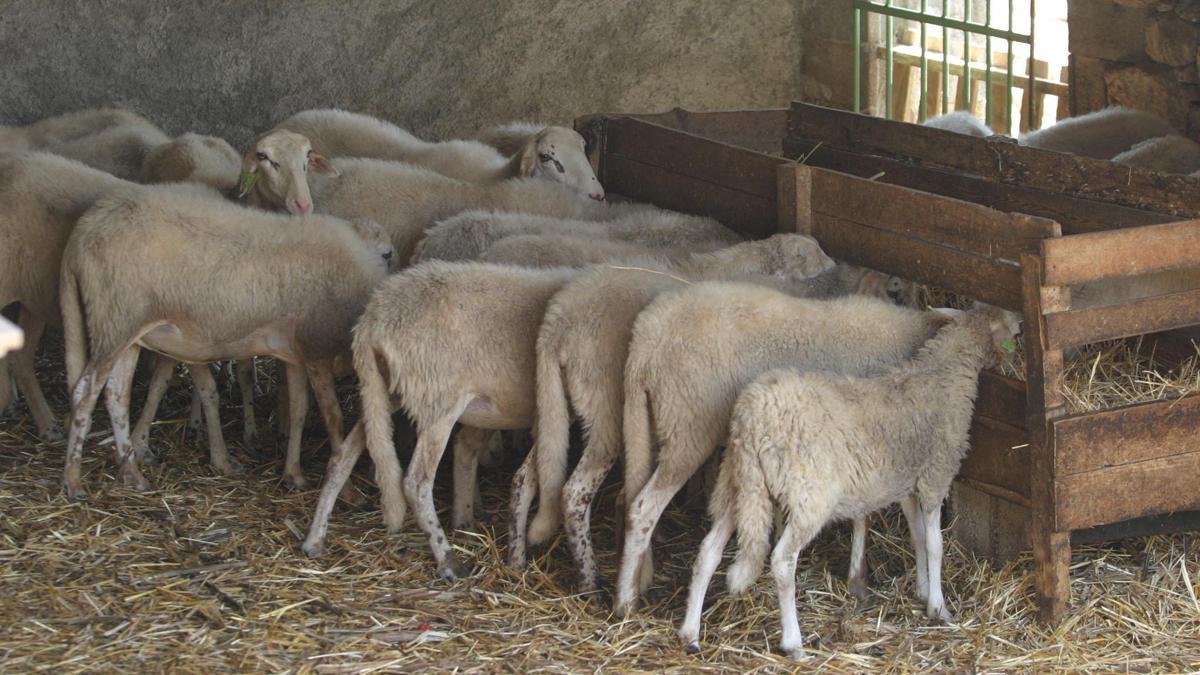 Un ramat d’ovelles es menja 100 quilos de marihuana per accident a Grècia