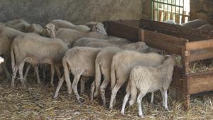 Un ramat d’ovelles es menja 100 quilos de marihuana per accident a Grècia