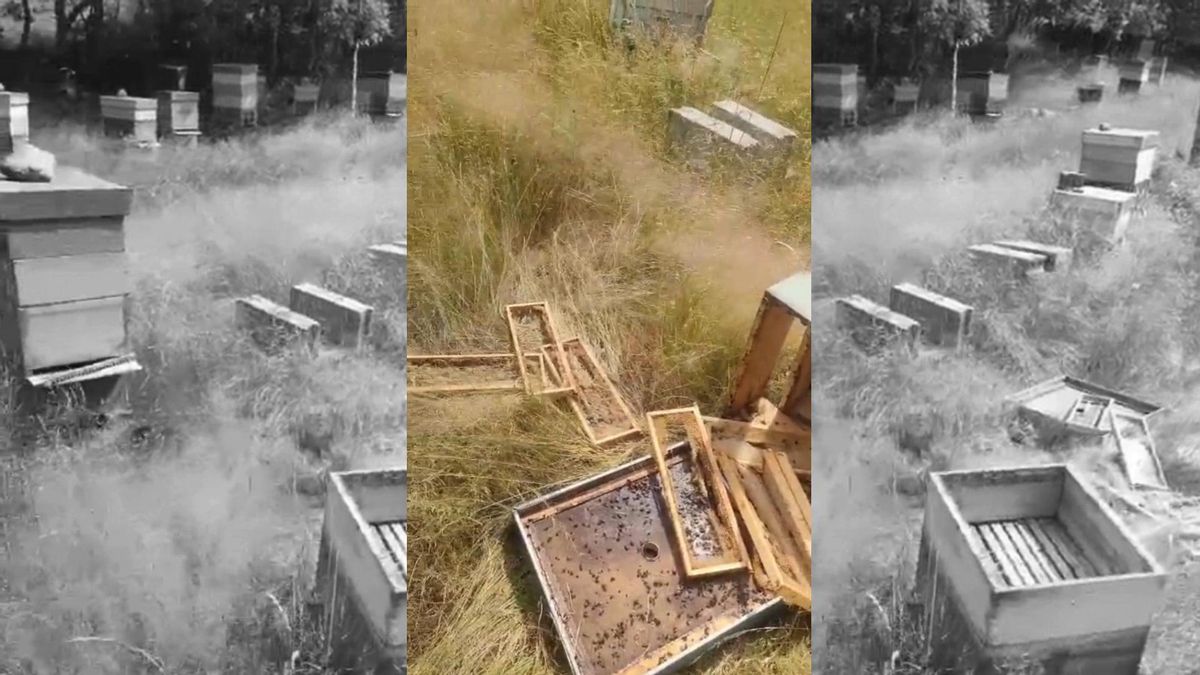 El oso provoca daños en 24 colmenas de 3 apicultores de Aciberos y Lubián