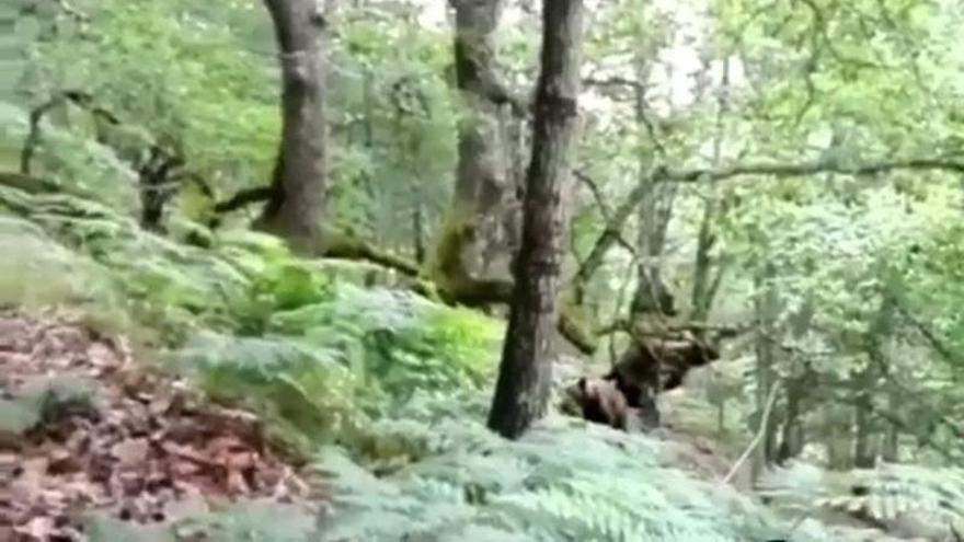 Un fotograma del vídeo del oso en Ortiguero