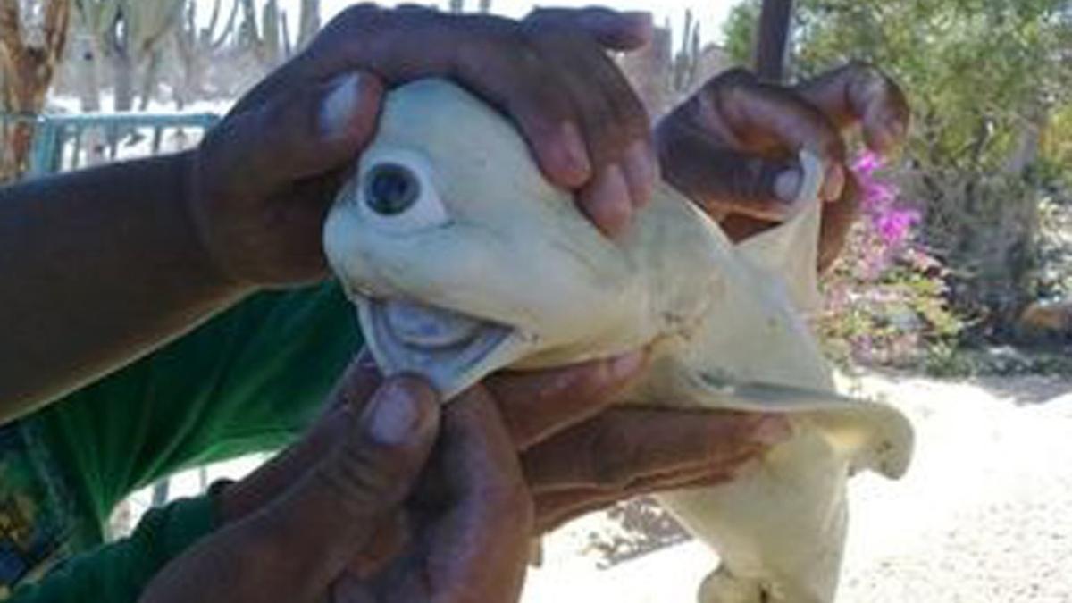 Pescan a un tiburón blanco albino de un solo ojo en Indonesia