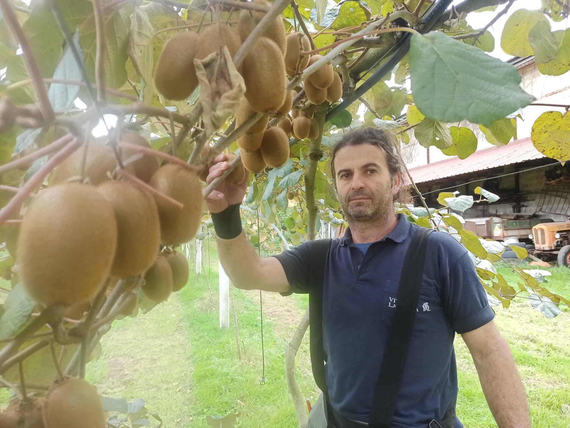 Así es la campaña de recogida del kiwi en Pravia