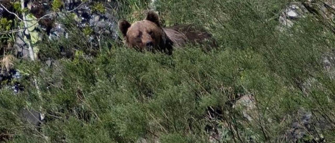 Un oso pardo cantábrico, en los montes de Larón.