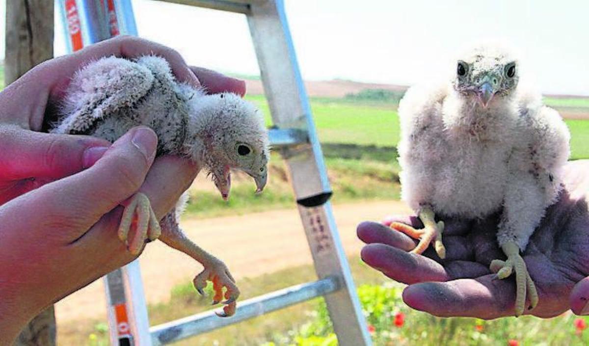 Las rapaces disfrutan del banquete