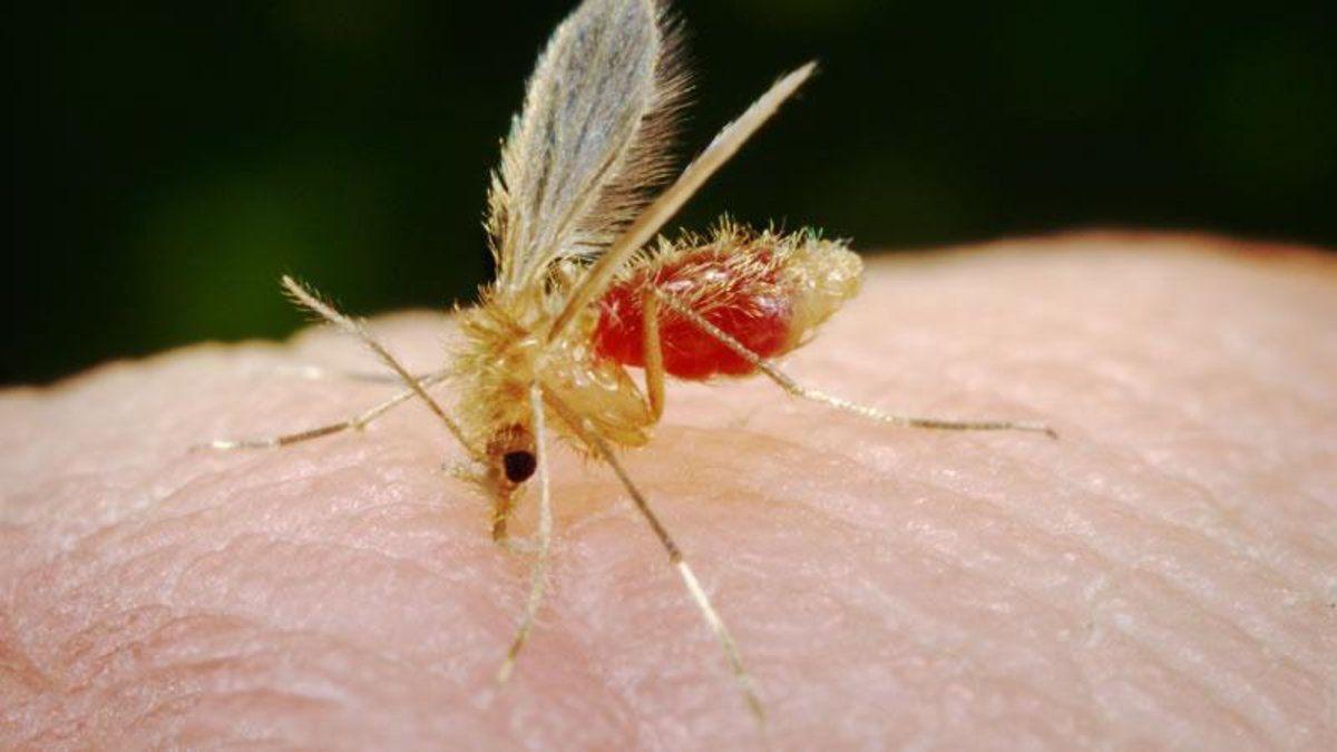 Un mosquito pica la piel de una persona.