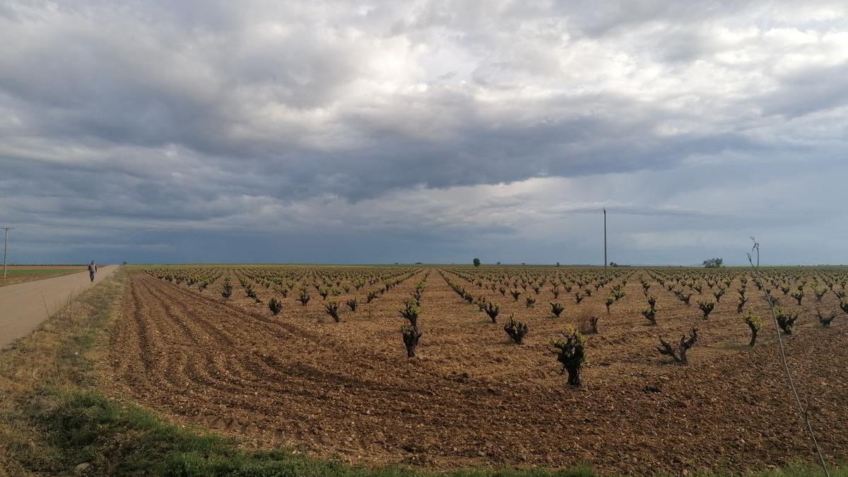 Parcela cultivada con viñedo en el término de Morales de Toro