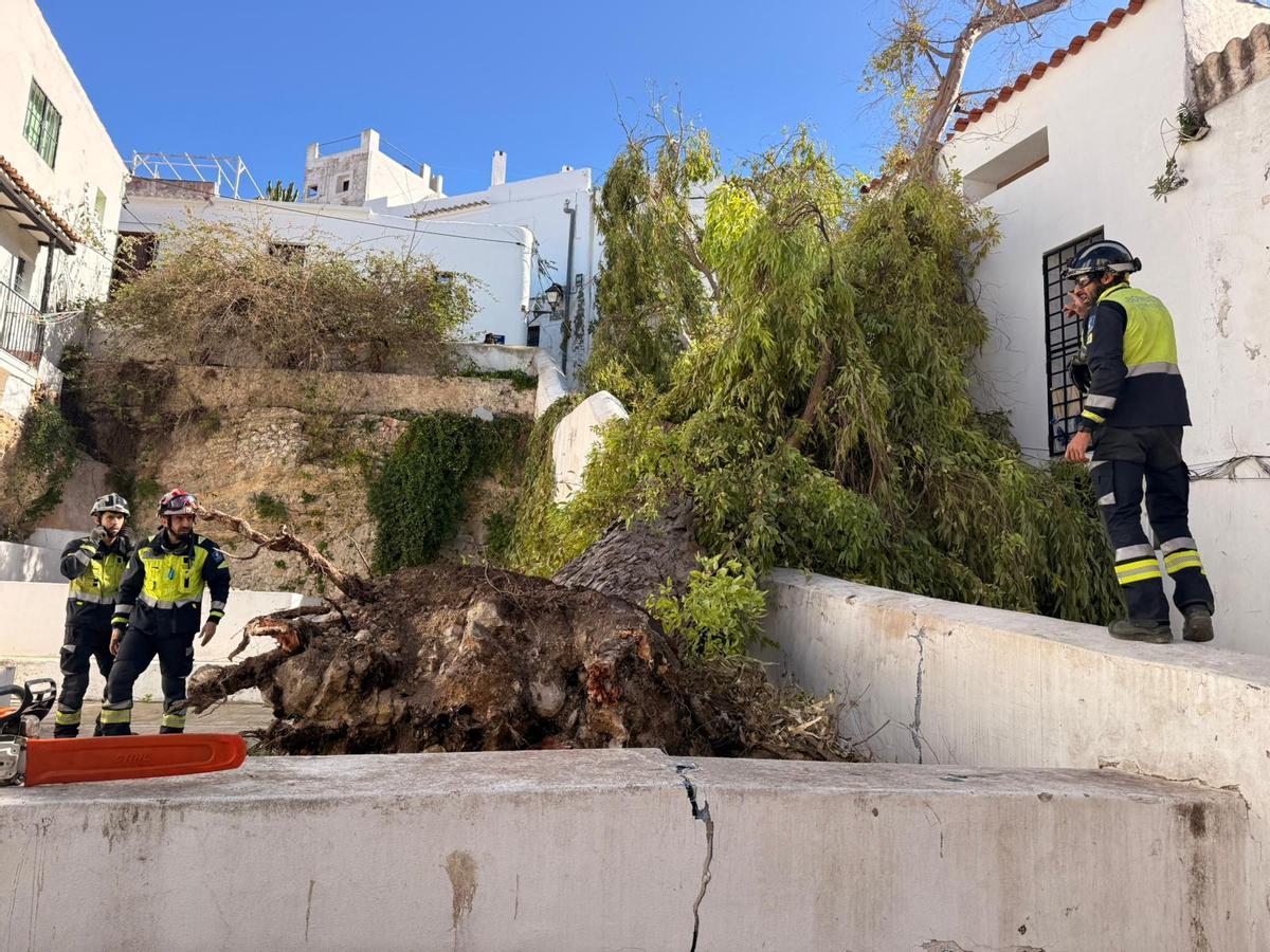 Brigada de Jardines del ayuntamiento.