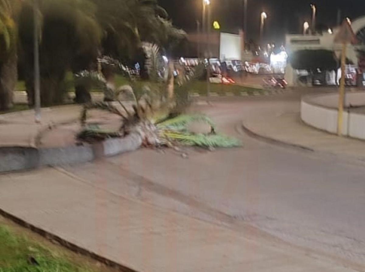 Palmera caída en Carcaixent.