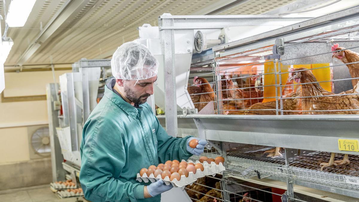 L'eina MyEggPrint permet calcular amb precisió la petjada ambiental de cada ou