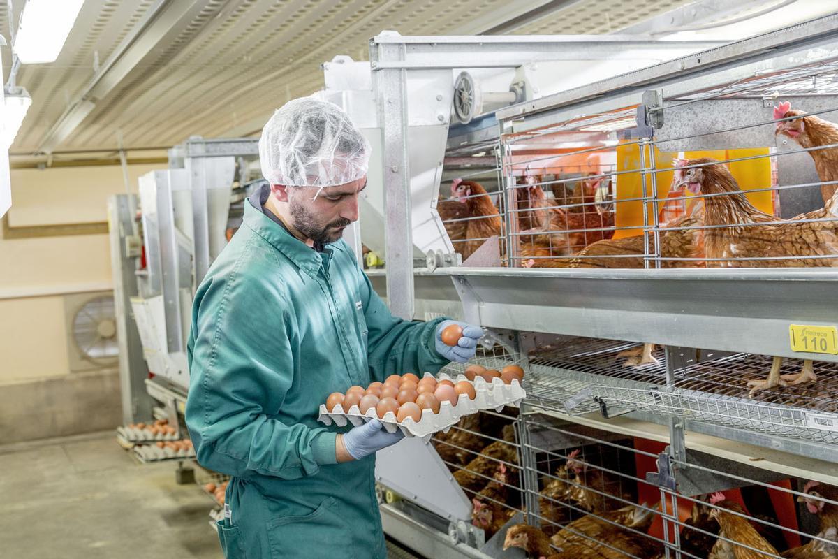 Leina MyEggPrint permet calcular amb precisió la petjada ambiental de cada ou