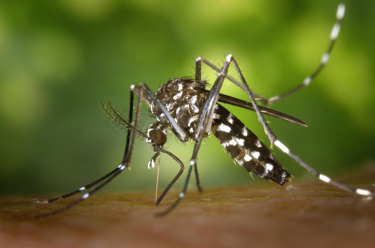 Un exemplar de mosquit tigre. Un exemplar de mosquit tigre.