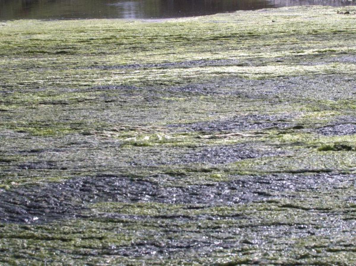 Vertidos de aguas fecales en el Parque Natural de ses Salines