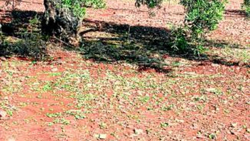 El granizo arrasa 350 hectáreas de olivo y vid en pueblos del sur