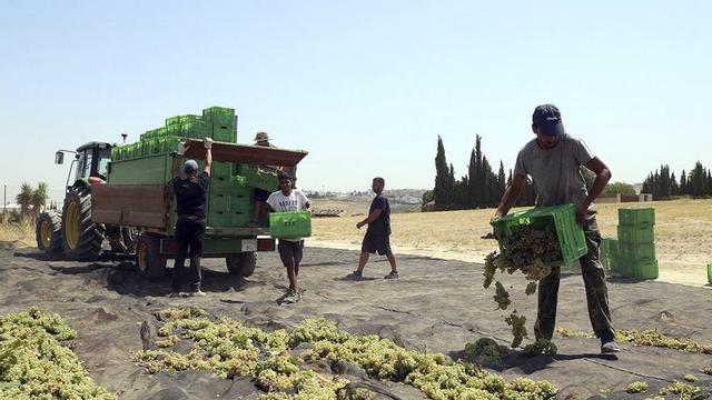 Desde primera hora de la mañana, jornaleros de todas las edades se afanan en las diferentes paseras del marco Montilla-Moriles.