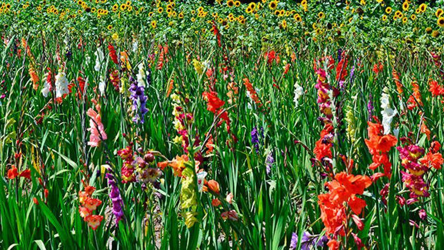 ¿Buscas darle un toque de color a tu jardín? Hazlo con gladiolos