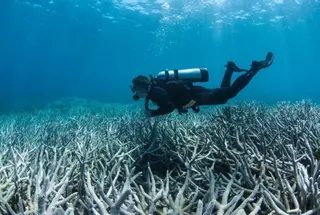 Un 84% de arrecifes de coral del planeta sufren blanqueamiento por estrés térmico