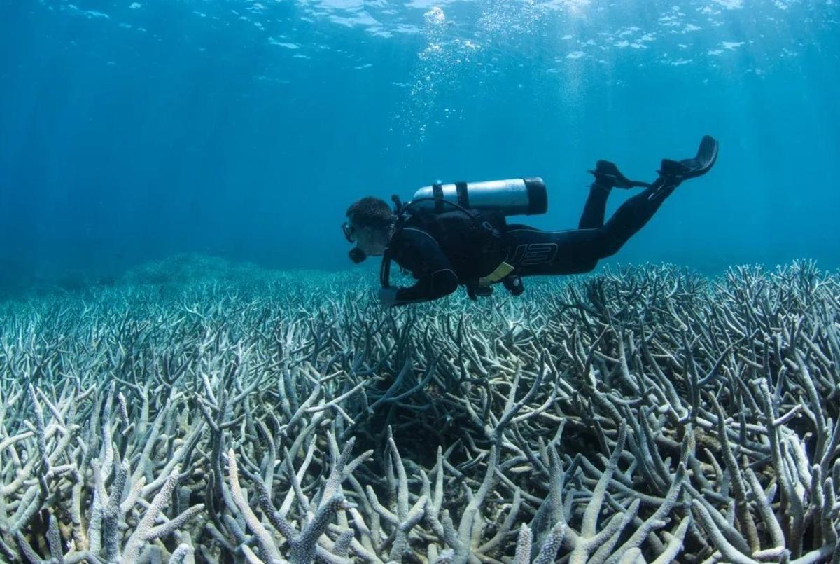 Corales afectados por blanqueamiento.