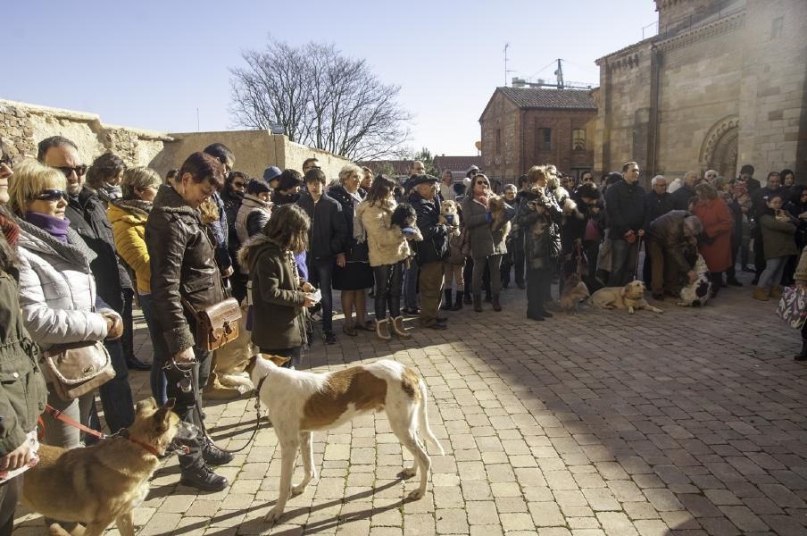 San Antón bendice a los animales en Benavente.