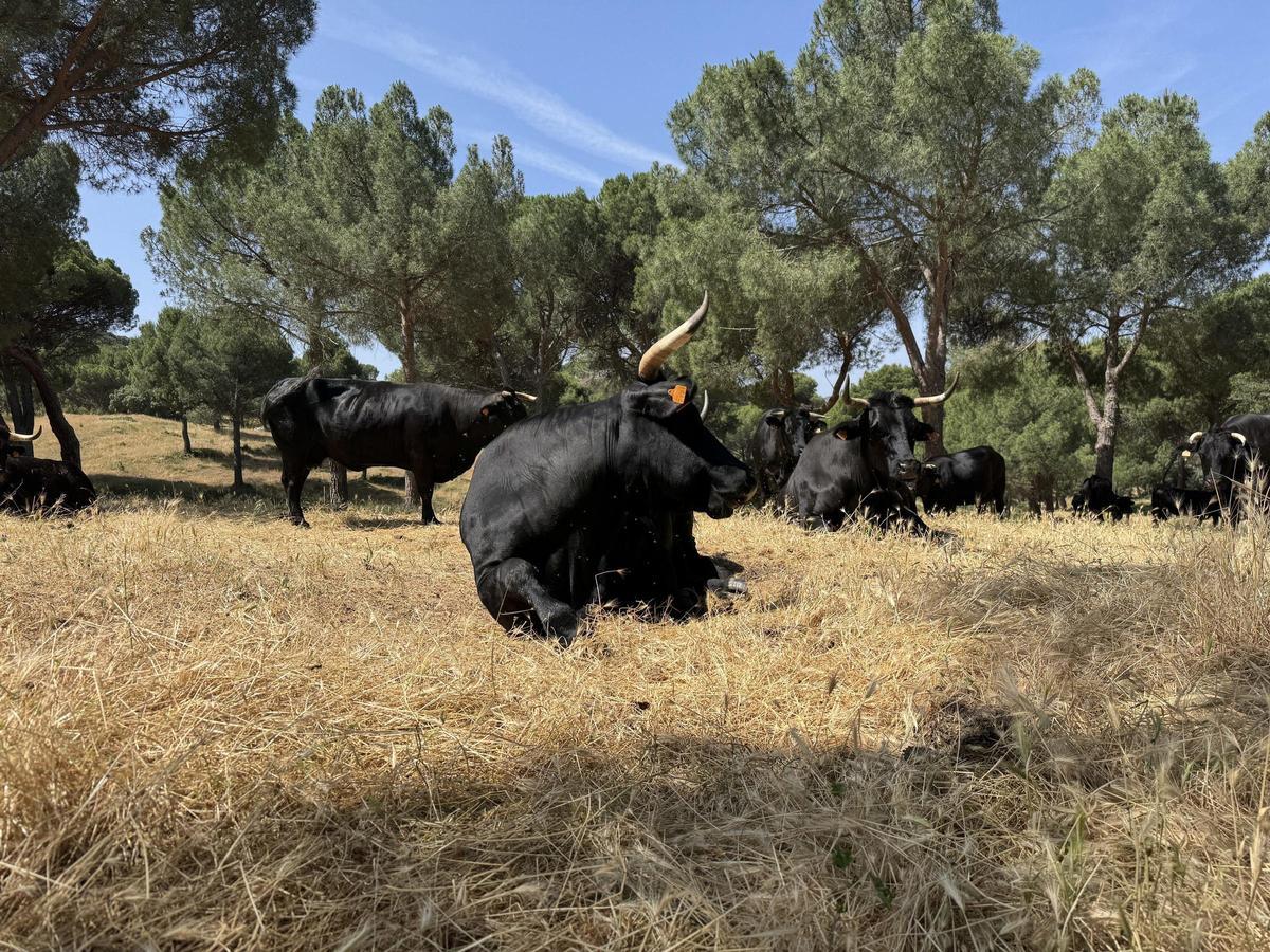 Archivo - Toros en la Comunidad de Madrid