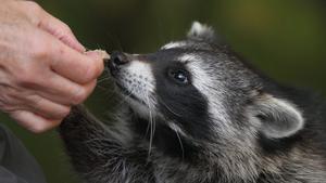 Un humano da de comer a un mapache. 