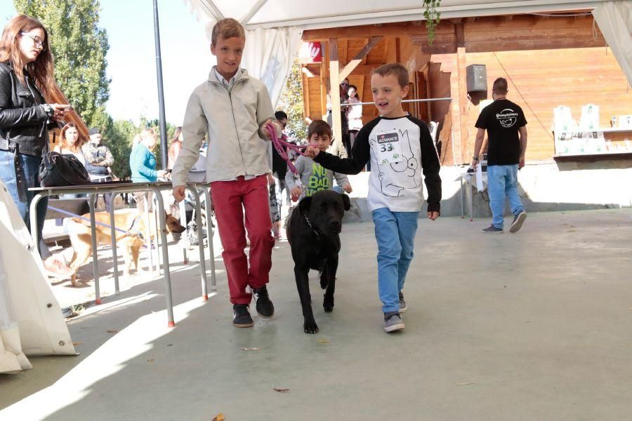 Concurso de perros en La Aldehuela