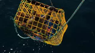 Según los expertos 'los pulpos de pesca artesanal en Baleares pesan casi el triple que los de arrastre'