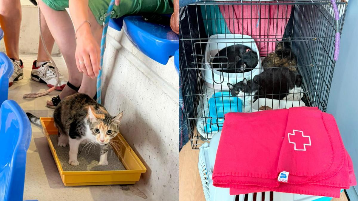 Abrazo Animal acompaña a las familias evacuadas en La Marazuela para que sus mascotas también estén atendidas durante la emergencia.