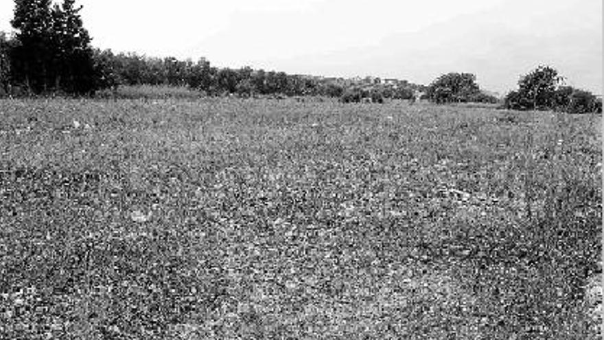 Terrenos agrícolas de Villaperdiz donde se levantará la nueva depuradora benicarlanda.