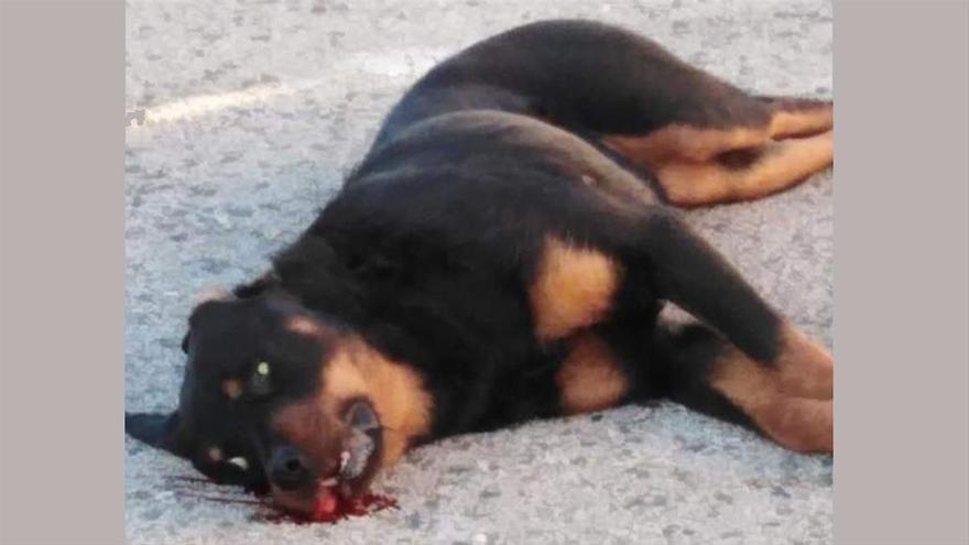 Polémica después de que un policía de Calafell matara a tiros a un perro