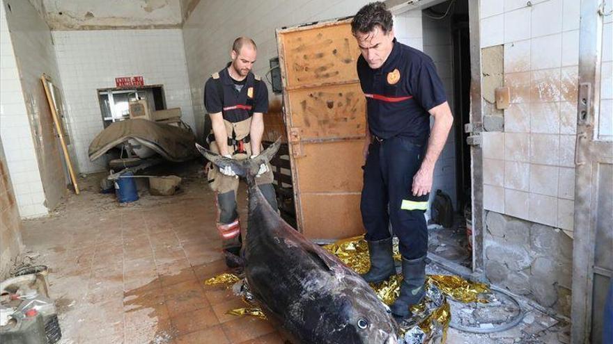 Continúan los efectos de &#039;Gloria&#039;: aparece un gran atún muerto en la playa del Grau de Castelló