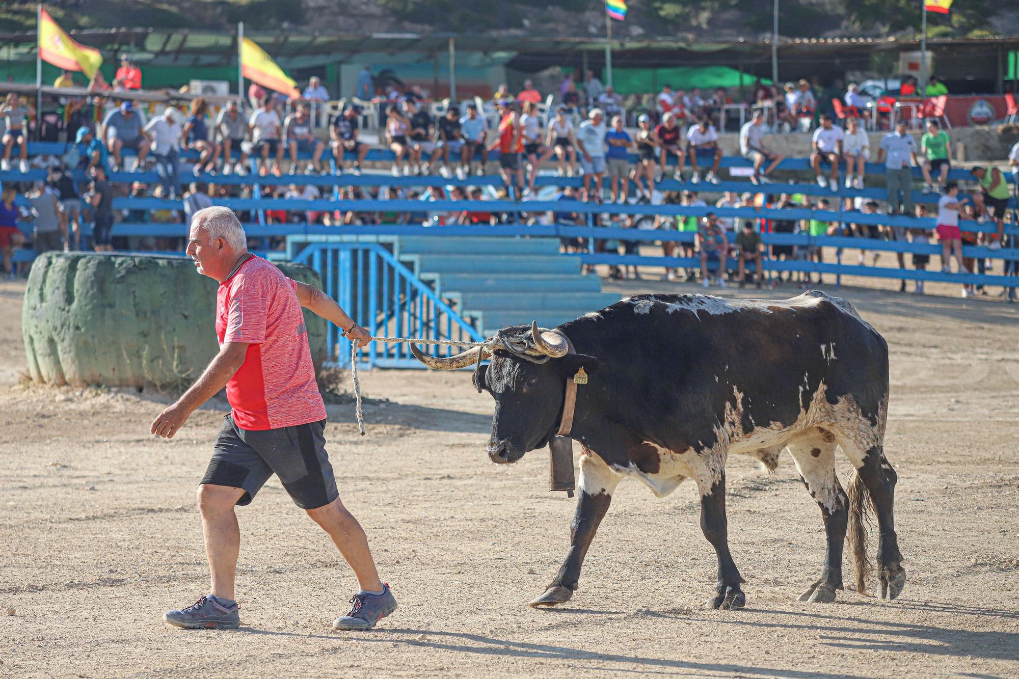 Suelta de Vaquillas en Pinoso 2023