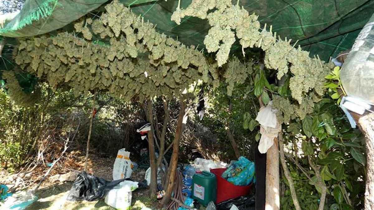 El secadero de marihuana en la plantación encontrada en Ulldemolins