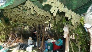 Desarticulada una banda que cultivava marihuana als boscos de Tarragona