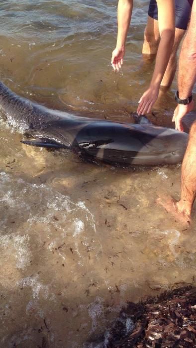 Aparece un delfín herido en la playa del Dolç