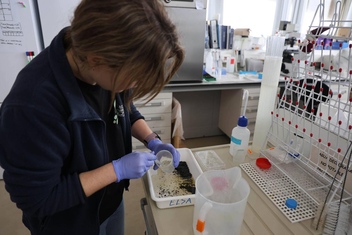 Una investigadora manipula ejemplares juveniles de mejillón en el laboratorio.