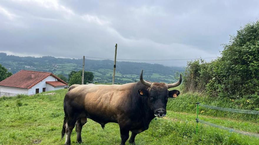 "Merchero", el toro campeón con un retiro feliz en la ganadería La Borbolla: "Sigue funcionando a pleno rendimiento, ya tiene varias hijas y esperamos más"