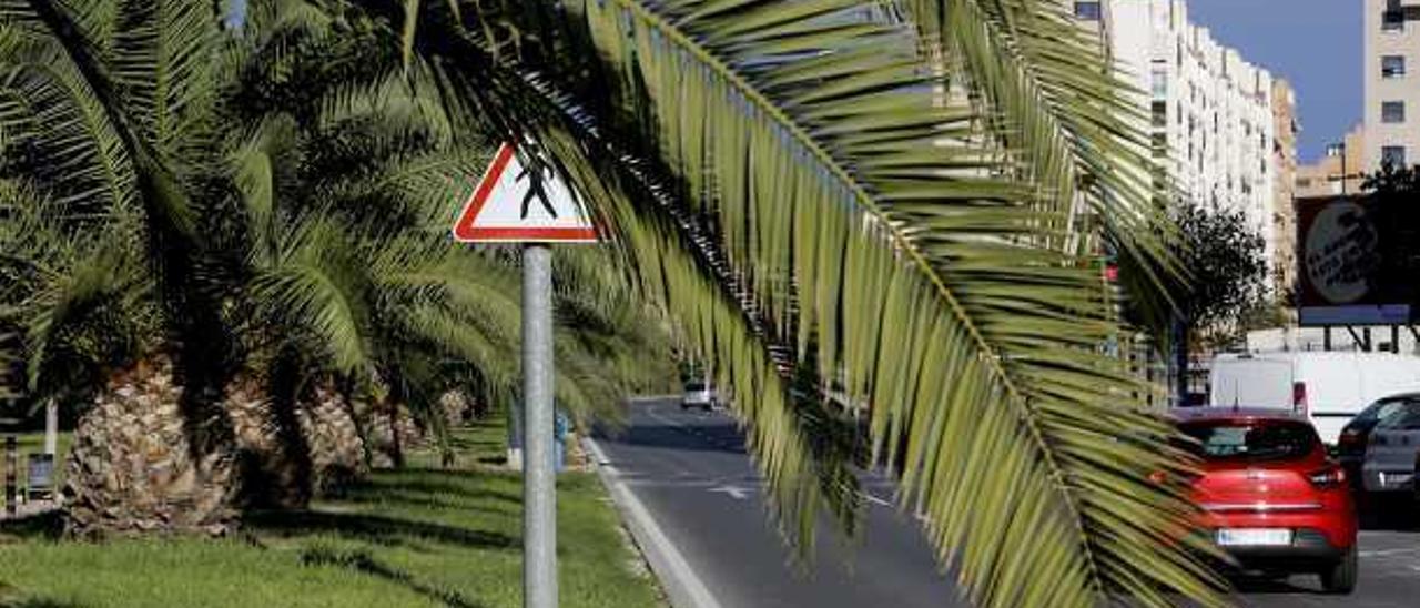 Palmeras con las ramas muy crecidas en el centro del paseo Historiador Vicente Ramos.