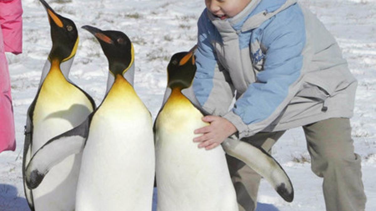 Un niño juega con pingüinos en un zoo de Corea del Sur.