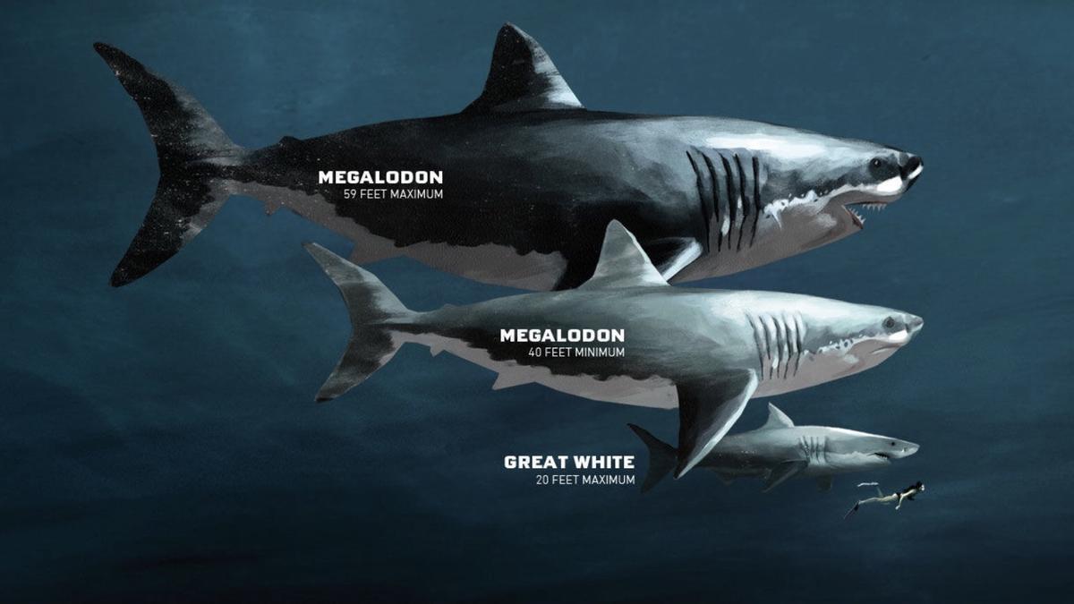 Comparación del tamaño del megalodón y otros tiburones.