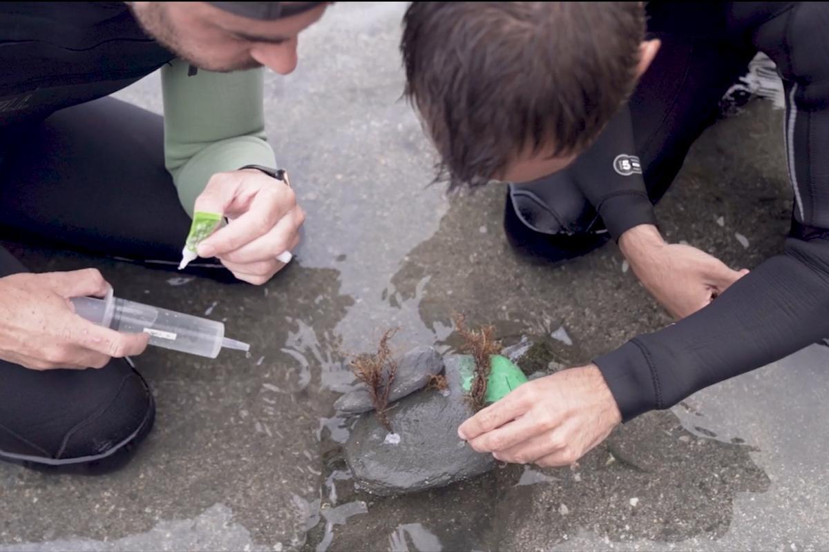 Científicos reintroduciendo el alga extinguida hace cuatro décadas en el Cap de Creus en la bahía de Portlligat