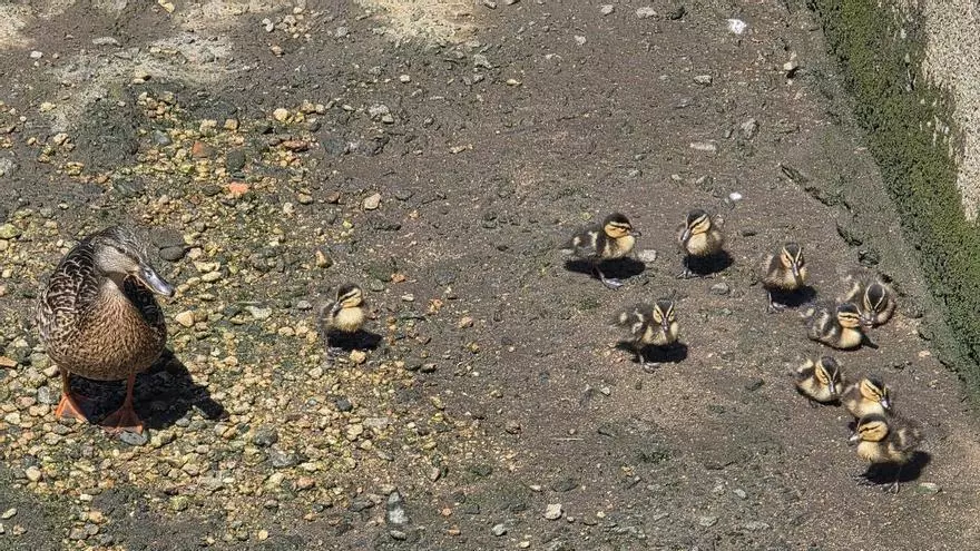 Una familia de patos recién nacidos causa expectación en el río O Con, en Vilagarcía