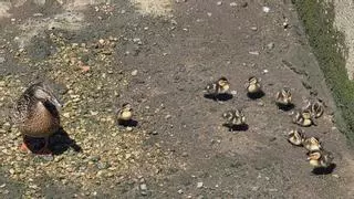 Nacimiento de patos en Vilagarcía: expectación, emoción y preocupación a partes iguales