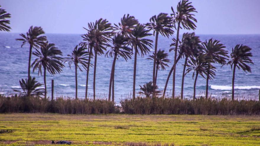 Imagen del paraje de Ferrís con el palmeral al fondo desde la N-332/Foto de Tony Sevilla