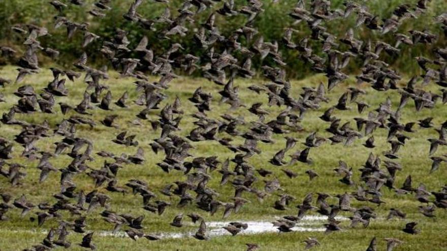 Galicia, el paraíso de las aves